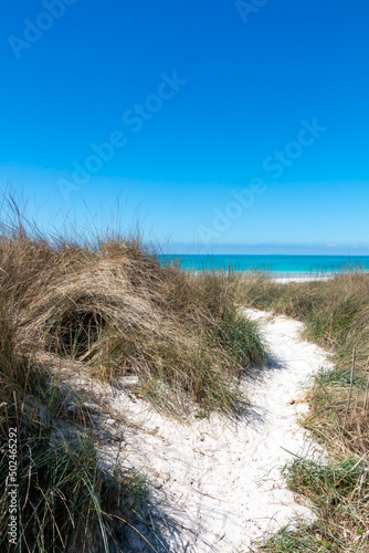 sand dunes and grass on Tuscany coast.