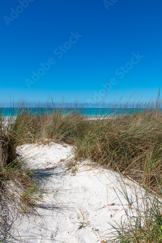 sand dunes and grass on Tuscany coast.