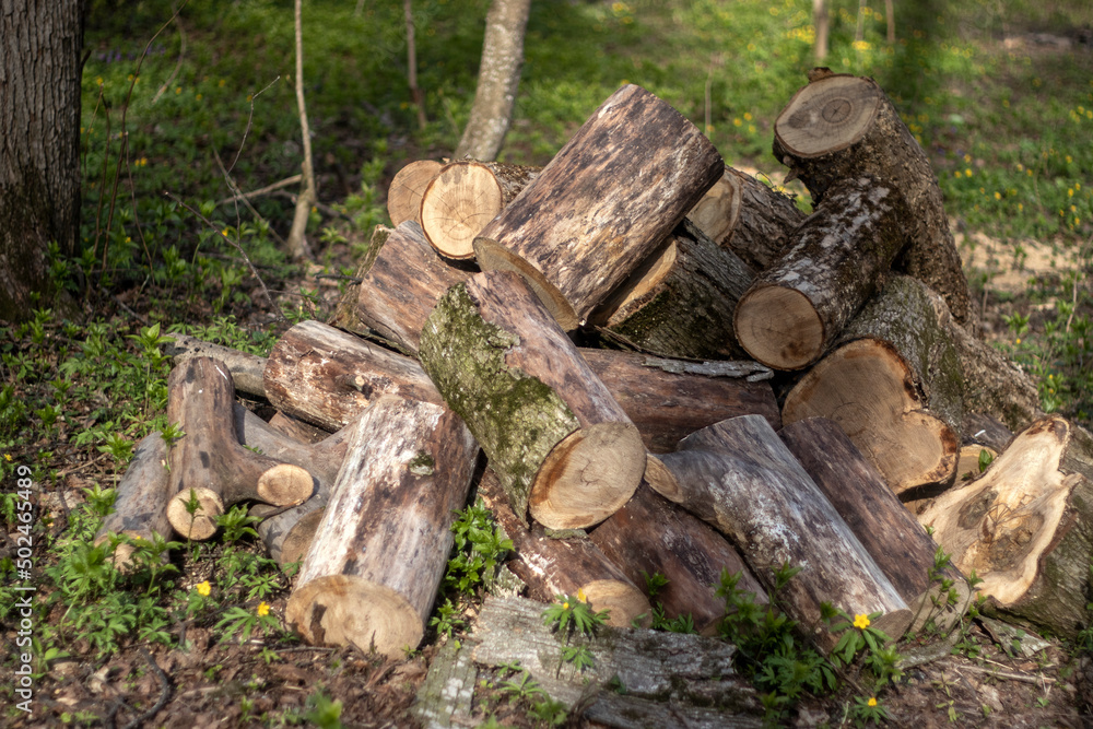 Sawn logs are randomly piled up. Woodpile in the sun. The saw cuts are stacked randomly, close-up. Sawn logs lie in a pile. Sawn logs are randomly piled up. Woodpile in the sun. The saw cuts are stacked randomly, close-up. Sawn logs lie in a pile.