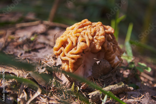 A bright spring mushroom in a forest clearing.