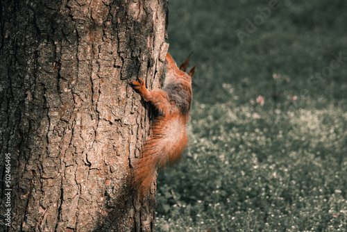 Photo of a squirrel in a green forest © Roman