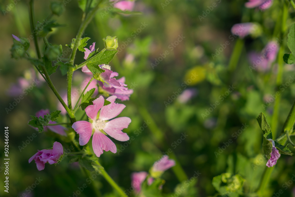 Pink lavatera mauritanica or malva grows in the garden. The concept of growing decorative flowers. Flowers with delicate pink petals blooming on flowerbed Pink lavatera mauritanica or malva grows in the garden. The concept of growing decorative flowers. Flowers with delicate pink petals blooming on flowerbed
