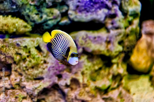 Nice blue and yellow striped tropical fish swimming between rocks with purple and green moss