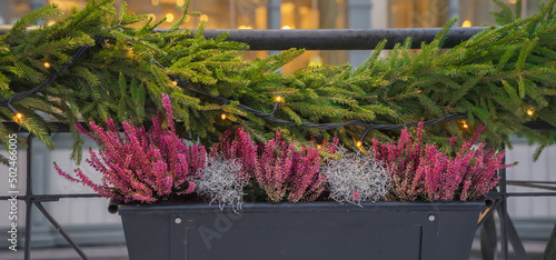 Pink heather and silver moss in a flower pot on the background of a Christmas garland of fir branches and a light garland. Calluna vulgaris, common heather or ling photo