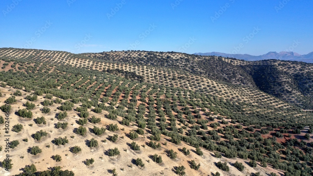 survol des champs d'oliviers (oliveraies), hacienda et village blanc en Andalousie dans le sud de l'Espagne