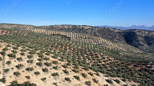 survol des champs d'oliviers (oliveraies), hacienda et village blanc en Andalousie dans le sud de l'Espagne