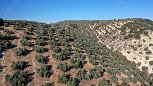 survol des champs d'oliviers (oliveraies), hacienda et village blanc en Andalousie dans le sud de l'Espagne