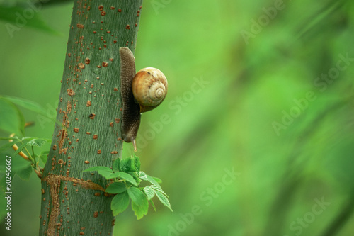Snails on a tree with a green background