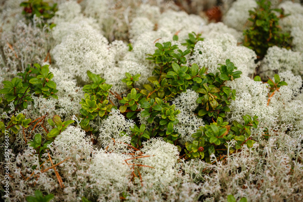 Trollegata gorge lichen in Småland in autumn mist Trollegata gorge lichen in Småland in autumn mist