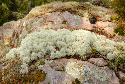 Trollegata gorge lichen in Småland in autumn mist photo