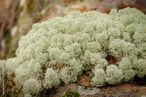 Trollegata gorge lichen in Småland in autumn mist photo