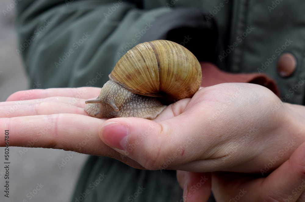 The gastropods commonly known as snails and slugs, belong to a large taxonomic class of
