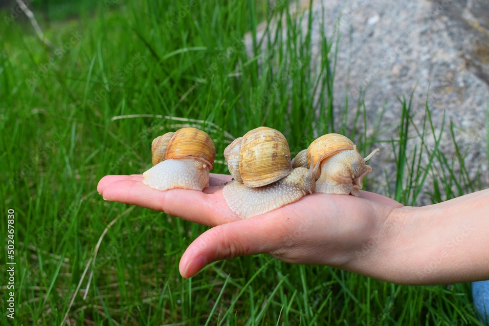 The gastropods commonly known as snails and slugs, belong to a large taxonomic class of