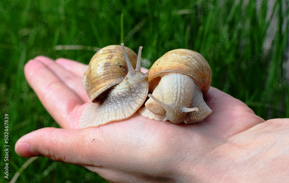 The gastropods commonly known as snails and slugs, belong to a large taxonomic class of