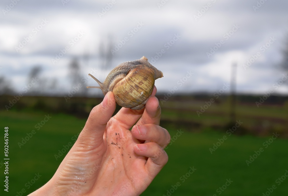 The gastropods commonly known as snails and slugs, belong to a large