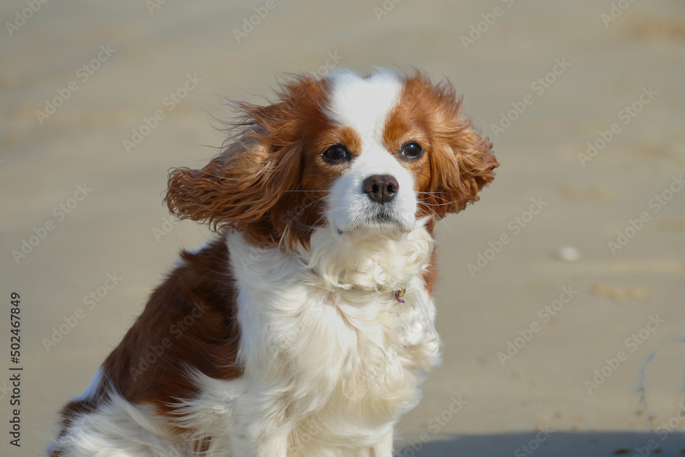 windblown little dog on the beach