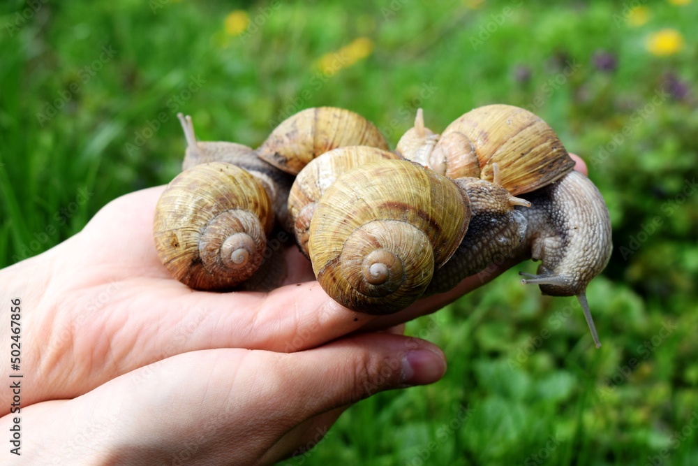The gastropods commonly known as snails and slugs, belong to a large taxonomic class of