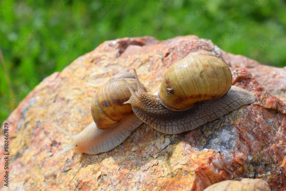 The gastropods commonly known as snails and slugs, belong to a large taxonomic class of