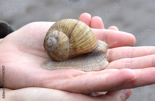 Konstfotografi The gastropods commonly known as snails and slugs, belong to a large taxonomic c