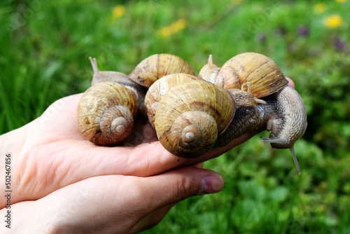 The gastropods commonly known as snails and slugs, belong to a large taxonomic class of invertebrates within the phylum Mollusca 