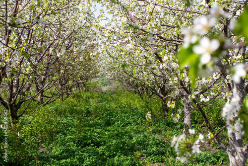 Beautiful rows of fruit garden. Flowering cherry orchard in spring. High quality photo