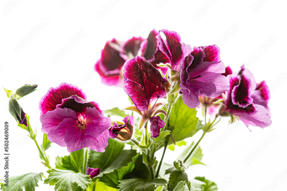 Pink magenta purple pelargonium flower