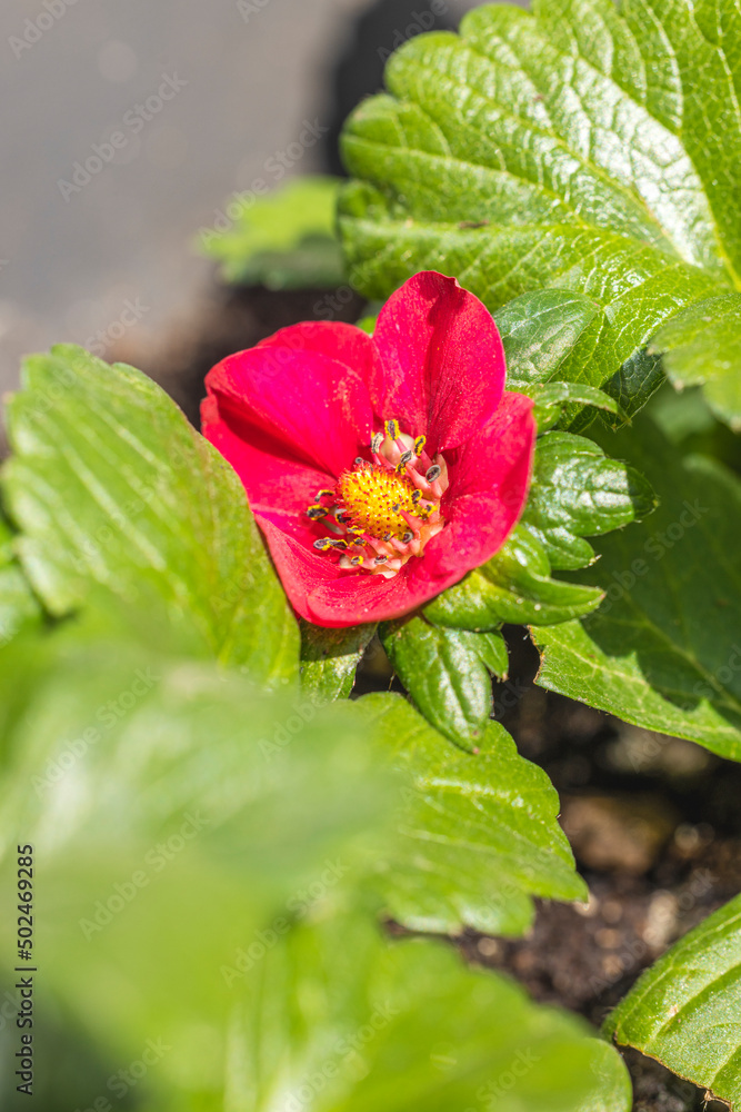 Strawberry bush with pink blossom in growing at garden Strawberry bush with pink blossom in growing at garden