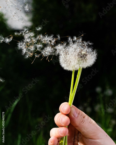 Holding and blowing red-seeded dandelion in a green park