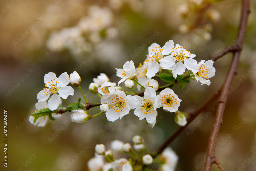 Beautiful white flowers on a fruit tree branch bloom in spring after rain, charming spring background, selective focus