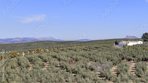 survol des champs d'oliviers (oliveraies), hacienda et village blanc en Andalousie dans le sud de l'Espagne	