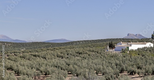 survol des champs d'oliviers (oliveraies), hacienda et village blanc en Andalousie dans le sud de l'Espagne	