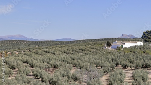 survol des champs d'oliviers (oliveraies), hacienda et village blanc en Andalousie dans le sud de l'Espagne	