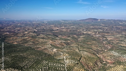 survol des champs d'oliviers (oliveraies), hacienda et village blanc en Andalousie dans le sud de l'Espagne	