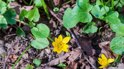 Spring yellow flowers. Woodland buttercup flower .