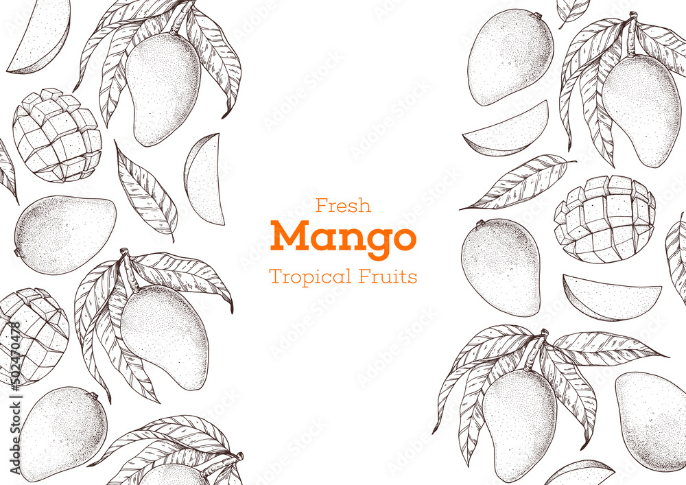 Mango fruit hand drawn package design. Vector illustration. Sketch for design, brochure illustration. Vintage retro design. Mango frame illustration. Can used for packaging design.