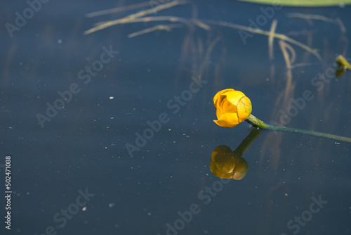yellow water lily in dirty pond water, water rose reflection on the clear surface of calm water