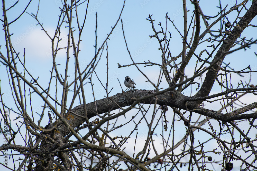 A white wagtail (Motacilla alba, small bird) is sitting on the tree in the countryside (country, village) in spring A white wagtail (Motacilla alba, small bird) is sitting on the tree in the countryside (country, village) in spring