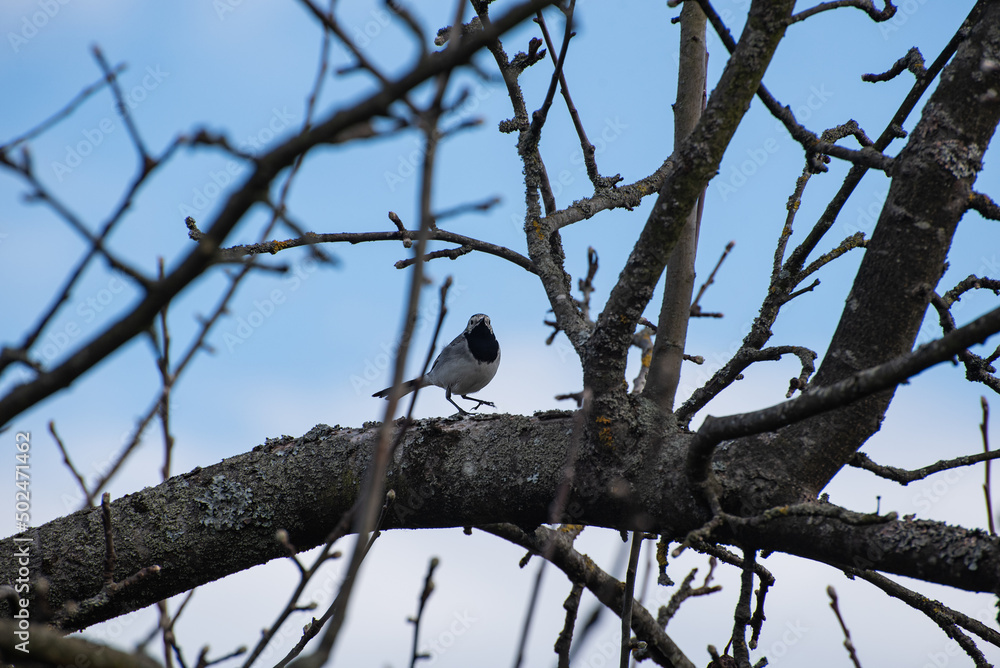 A white wagtail (Motacilla alba, small bird) is sitting on the tree in the countryside (country, village) in spring A white wagtail (Motacilla alba, small bird) is sitting on the tree in the countryside (country, village) in spring