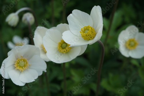 Wei  e Narzissen im Garten im Fr  hling 