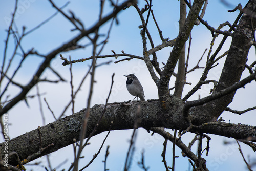 A white wagtail (Motacilla alba, small bird) is sitting on the tree in the countryside (country, village) in spring