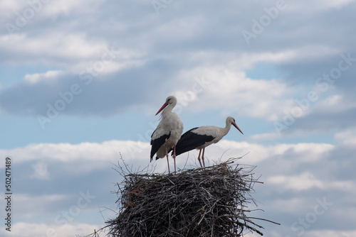 White storks (birds) are sitting in the nest