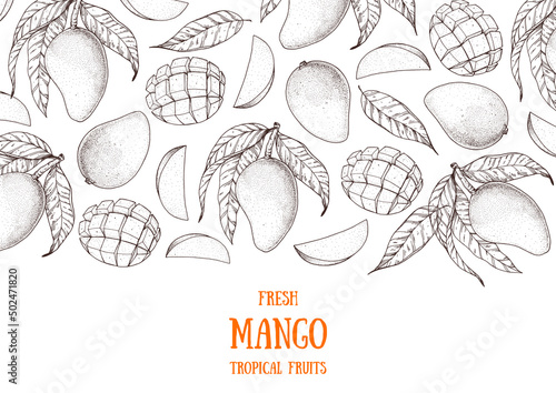 Mango fruit hand drawn package design. Vector illustration. Sketch for design, brochure illustration. Vintage retro design. Mango frame illustration. Can used for packaging design.