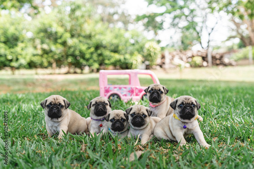 six little pug siblings outdoors on a summer's day  © LEONARDO BORGES