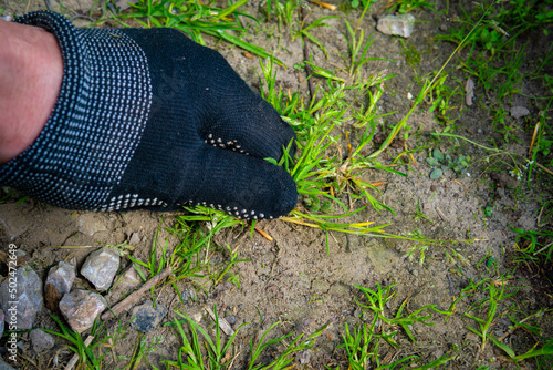 Canvas Print pulling weeds out of the ground by hand