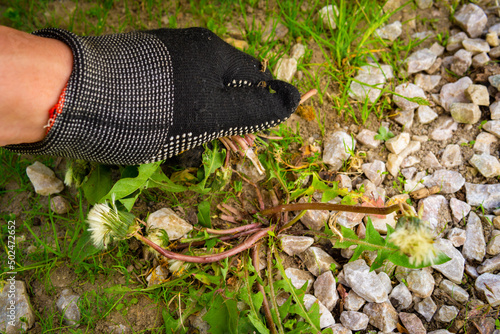 pulling weeds out of the ground by hand