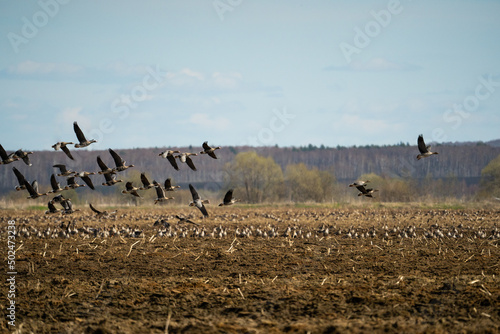 A huge flock of wild geese flies over the field against the blue sky