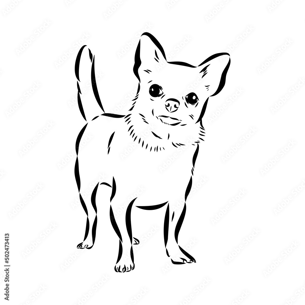 Chihuahua dog - isolated vector illustration chihuahua vector