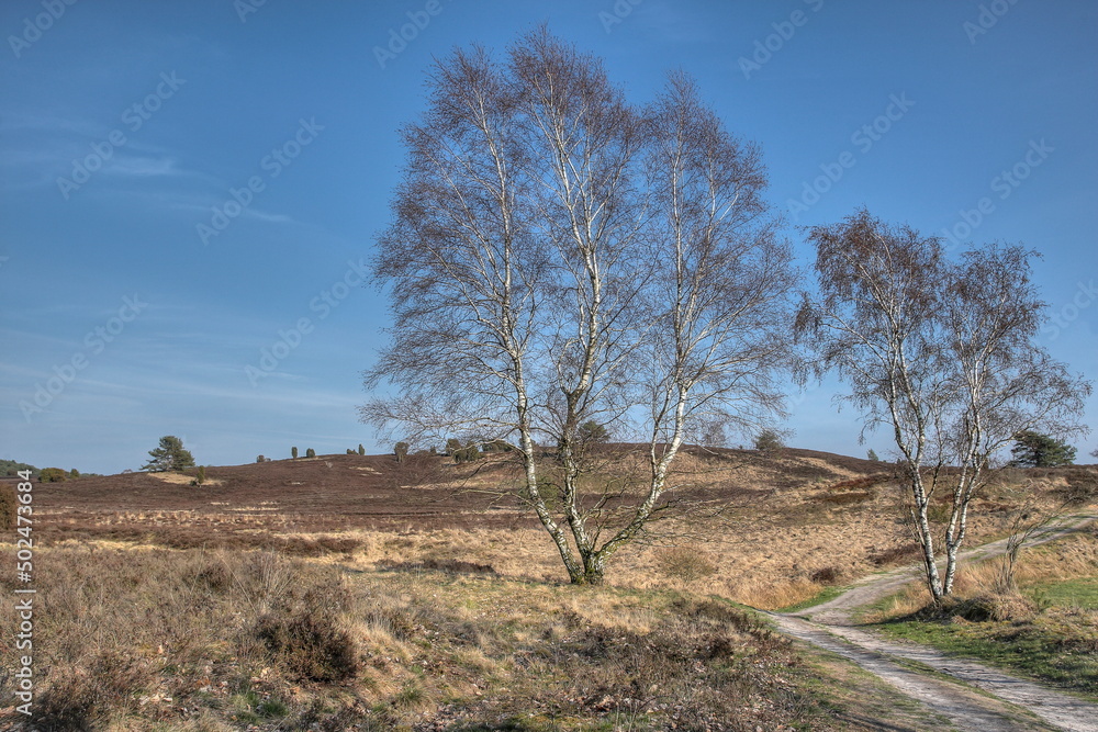 Gentle hills, idyllic hiking trails lined with birches run through the nature reserve Luneburg Heath, which is an impressive natural experience even in spring.