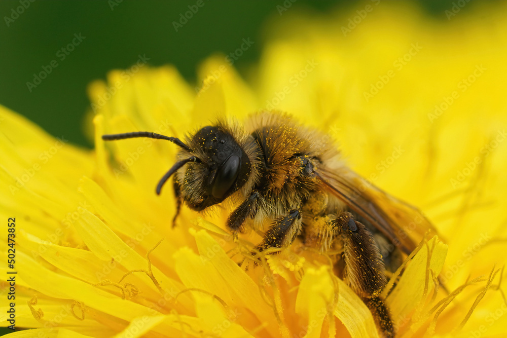 Closeup on a large female Grey-patched mining bee sitting inside a yellow dandelion flower, Taraxacum officinale Closeup on a large female Grey-patched mining bee sitting inside a yellow dandelion flower, Taraxacum officinale