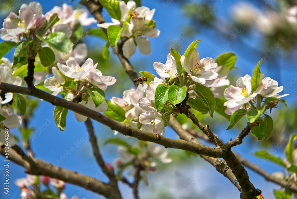 Bee pollinates apple tree blossoms